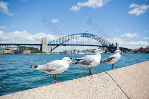 海鸥和<strong>悉尼海港大桥</strong>