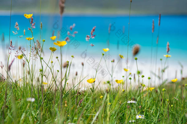 特写春季花朵与白色沙滩，绿松石水和一个岛屿背景，卢斯肯泰尔，哈里斯岛，他