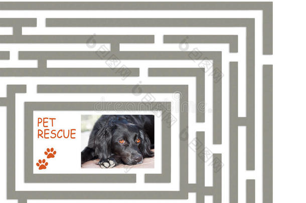 宠物救援迷宫-帮助我们为被遗弃的宠物找到更多的家。