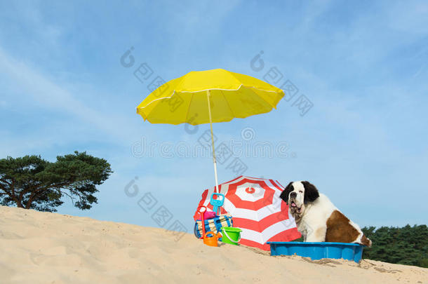 在海滩给狗降温