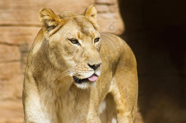 动物园里伸出舌头的母狮