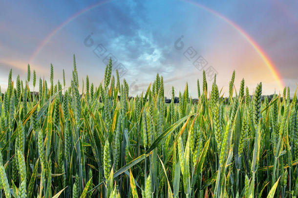 绿色麦田上的彩虹