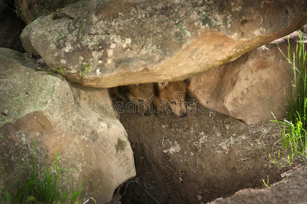 两只灰太狼幼崽（犬齿狼疮）从洞穴里偷看