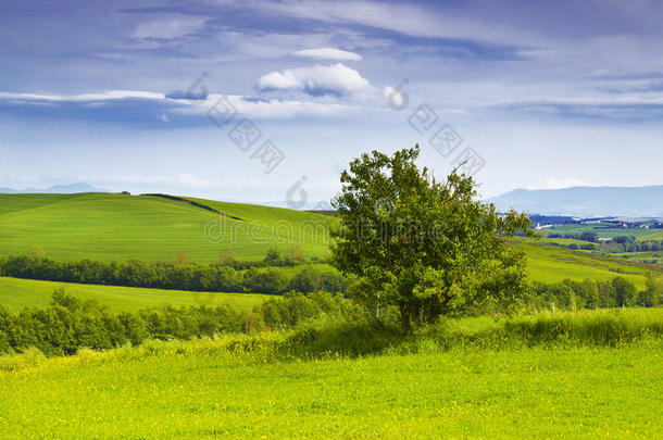 托斯卡纳乡村风景，有一棵孤<strong>零零</strong>的树。意大<strong>利</strong>