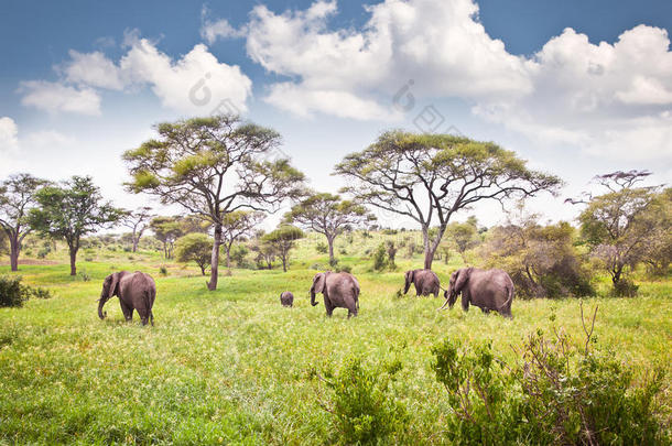 非洲草原上牧场上的大象家族。坦桑尼亚