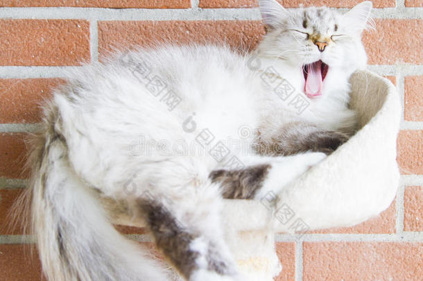西伯利亚白猫，涅瓦假面版