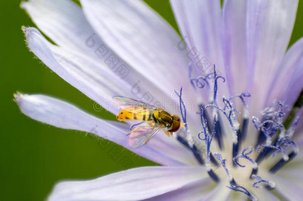 蜜蜂采集花粉宏观图像