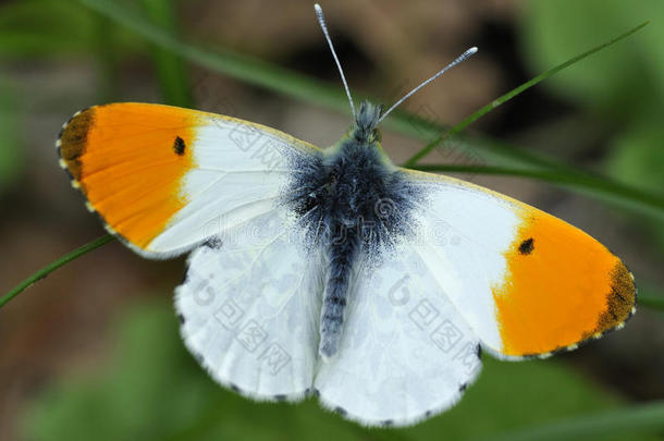 橙色尖蝶