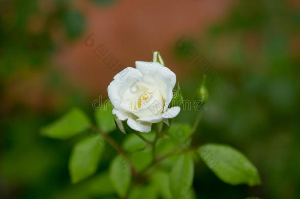 浪漫清新嫩芽嫩白玫瑰