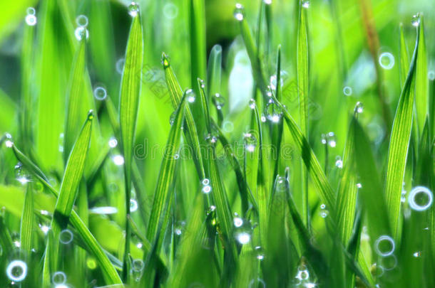 草，露珠清新自然的底色是绿色的