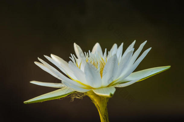 白莲花黄色花粉