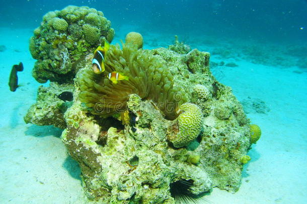 海洋生物-珊瑚和鱼类