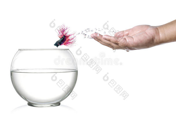 暹罗斗鱼跳出人类的手掌，跳进白色隔离的鱼缸里。
