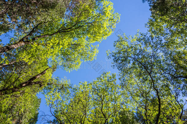 森林里绿树成荫，蓝天灿烂，阳光灿烂
