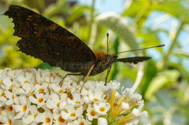 以花为食的美丽孔雀蝶