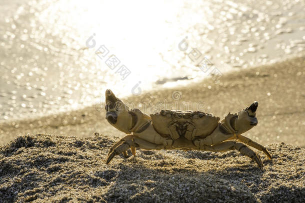 沙滩上的<strong>巨蟹座</strong>