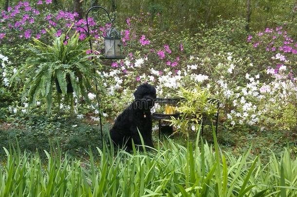 春天花园里的俄罗斯黑梗小狗
