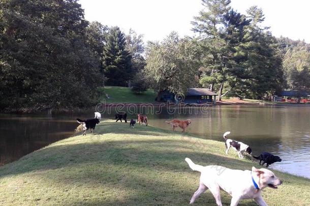 一群狗在湖边玩耍