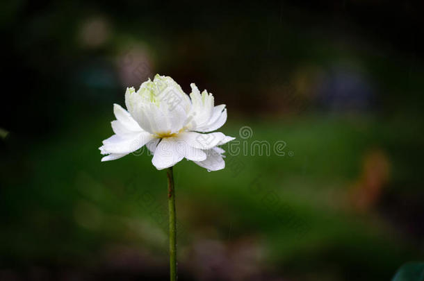 雨中的白莲花