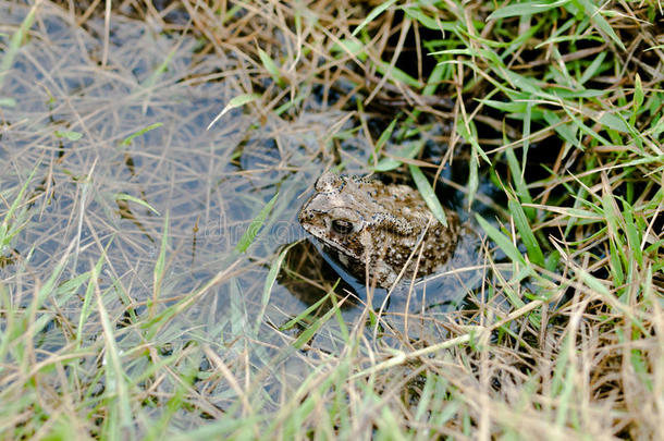 青蛙藏在水里