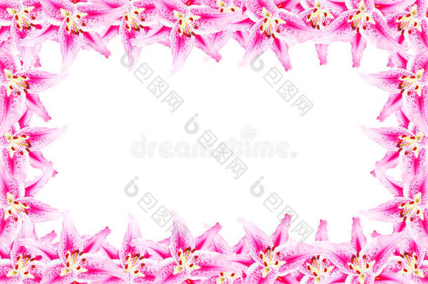 白色背景的粉红色百合花边框