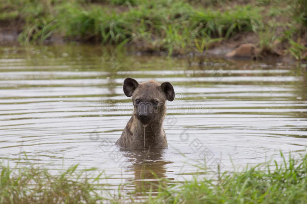 大热天，独行鬣狗在小池子里游泳降温
