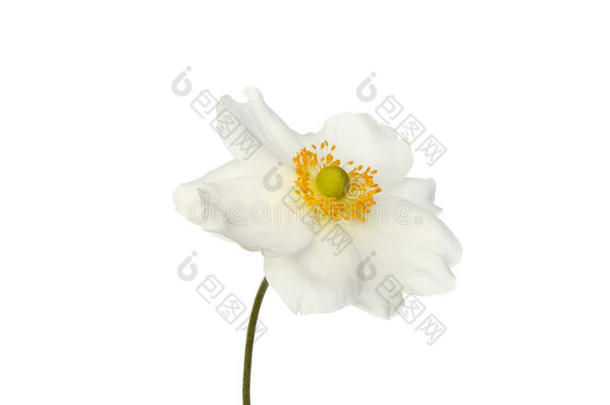 白银莲花