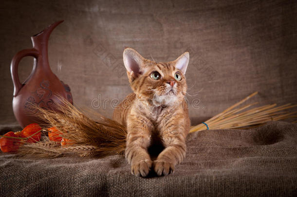 乡村风格的猫