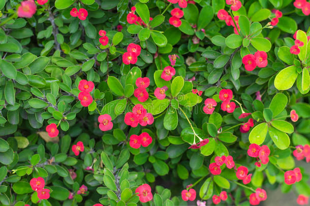绿叶和小红花背景