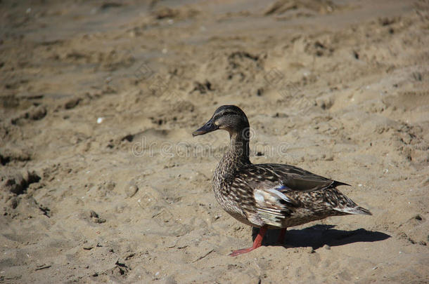 一只棕色的鸭子在海滩上散步