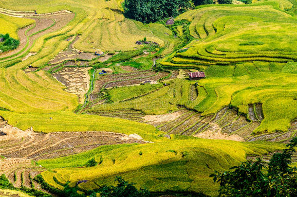 y ty，老挝，越南-2014年9月6日-收获期的黄金稻田