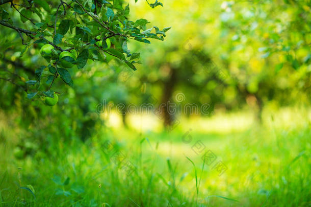 苹果园绿色阳光背景。<strong>夏秋</strong>季节。