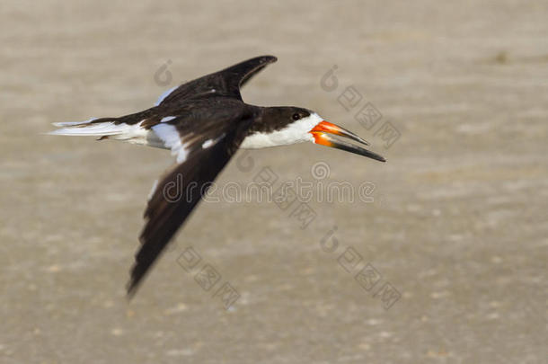 黑色<strong>掠食者</strong>（rynchops niger）飞过海滩