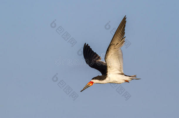 黑色<strong>掠食者</strong>（rynchops niger）飞行