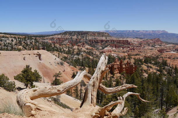 美国犹他州布莱斯峡谷的<strong>枯树</strong>和景观