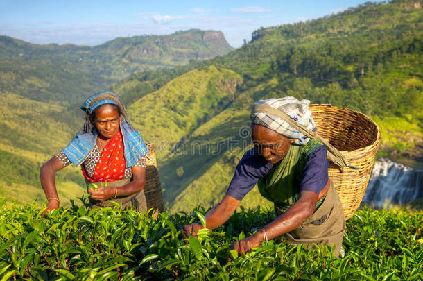 斯里兰卡的妇女采茶工