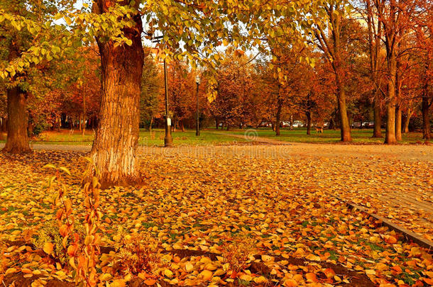 秋天的风景。 金秋叶的城市广场