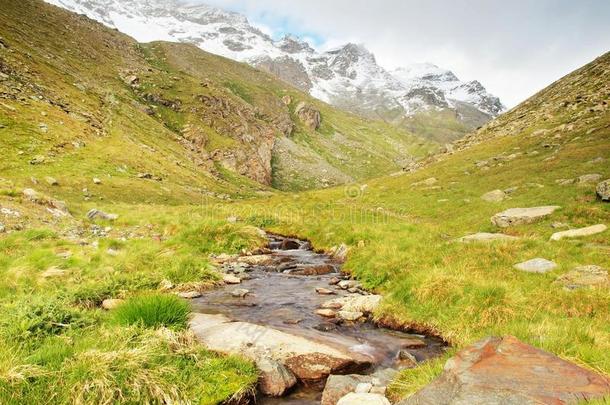 溪流在清新的阿尔卑斯山草地上，背景是阿尔卑斯山的雪峰。