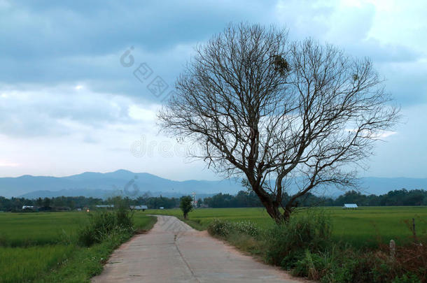 道路和<strong>枯树</strong>