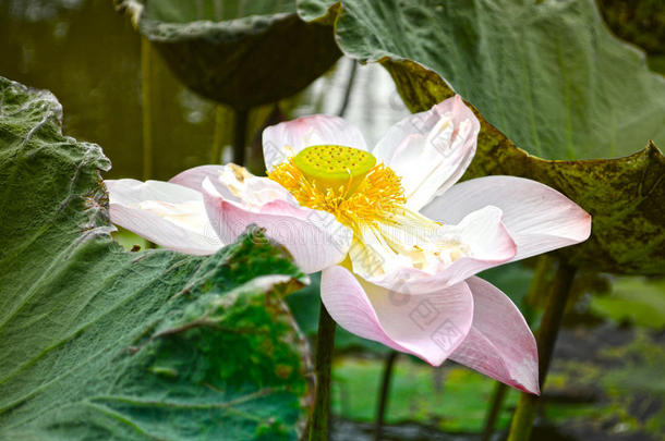 白莲花盛开。