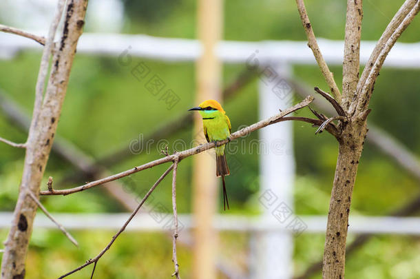 绿色小食蜂鸟
