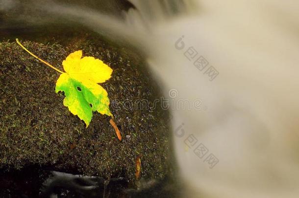 黄绿的死亡枫叶在溪流中。秋天的弃儿在潮湿的苔藓石上，在冰冷模糊的<strong>溪水</strong>里