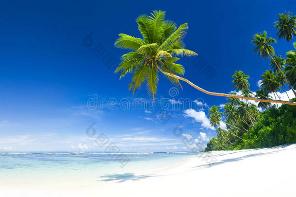 热带天堂海滩旁的椰树