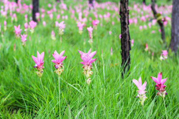 野生暹罗郁金香<strong>花圃</strong>