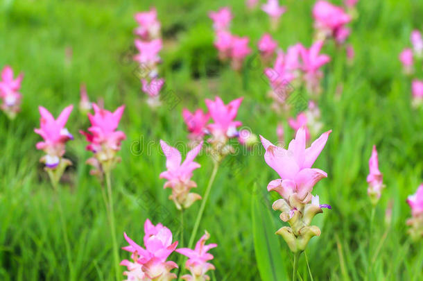 野生暹罗郁金香花圃