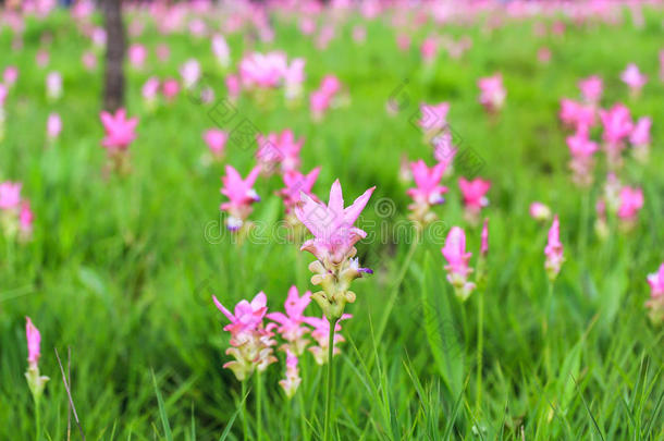 野生暹罗郁金香花圃