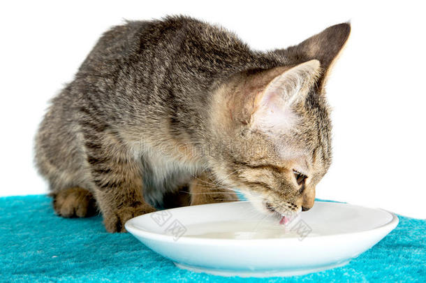 小猫在蓝色柔软的表面上喝着奶粉色的舌头