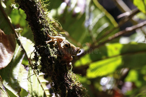 马达加斯加的雷诺马法纳雨林中的马达加斯加亮眼蛙或马达加斯加树蛙（Bophis madagascariensis）。