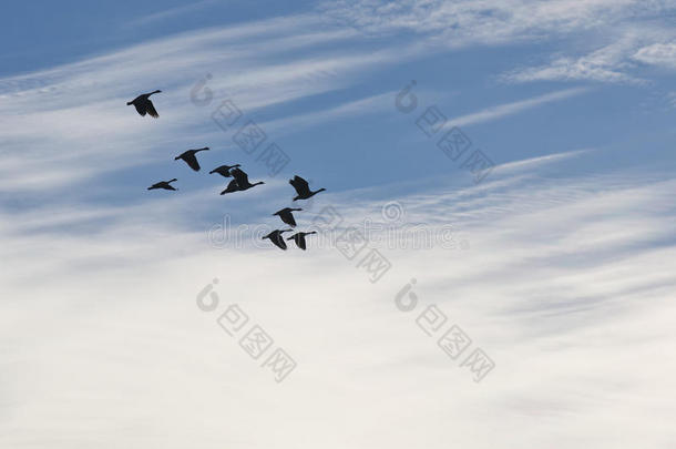 一群大雁在美丽的早晨天空上剪影