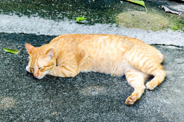 小金吉尔在街上闭着眼睛睡觉的脱衣猫